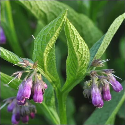 Où se trouve la consoude ?