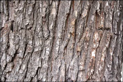 À quoi sert l'écorce d'aulne ?