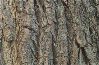À quoi sert l'écorce de saule ?