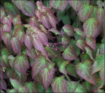 À quoi sert l'épimède ?