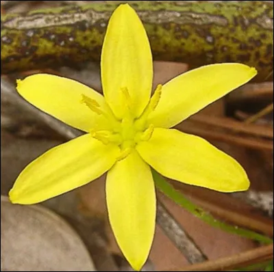 Où se trouve l'étoile flamboyante ?