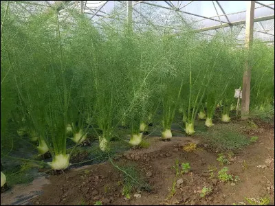 Comment utilise-t-on le fenouil ?