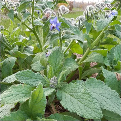 À quoi servent les feuilles de bourrache ?