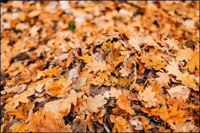 À quoi servent les feuilles de chêne ?