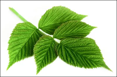 À quoi servent les feuilles de framboisier ?