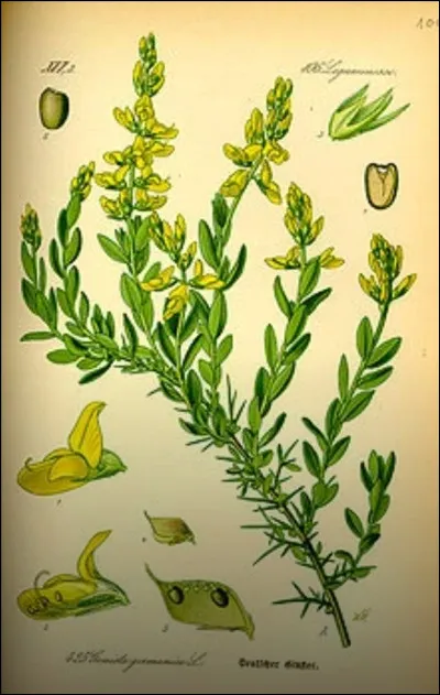 Comment sont utilisées les baies du genêt ?