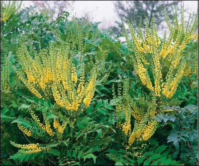 Où se trouvent les baies de genièvre ?