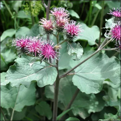 À quoi sert la bardane ?