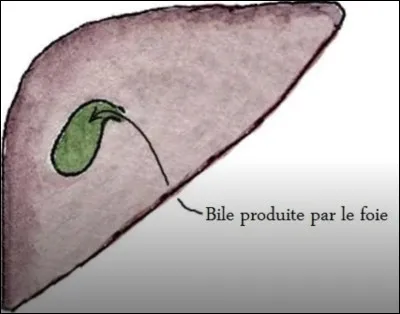 Comment utiliser la bile de souris ?