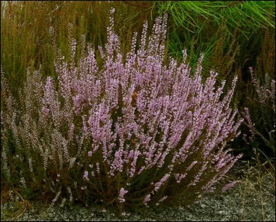 À quoi sert la bruyère ?