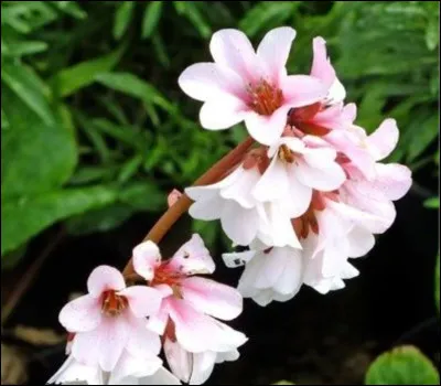 Où pousse la busserole ?