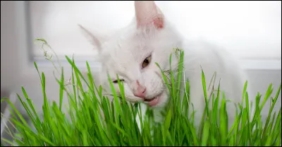 À quoi sert l'herbe à chat ?
