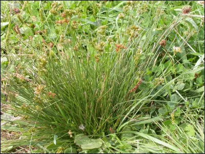 Comment utilise-t-on le jonc ?