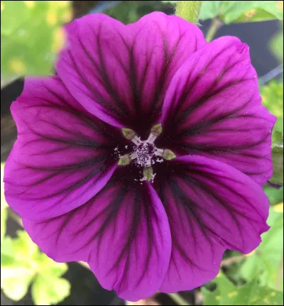 À quoi sert la mauve ?