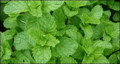 Comment utilise-t-on la menthe ?