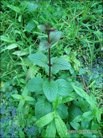 À quoi sert la menthe aquatique ?