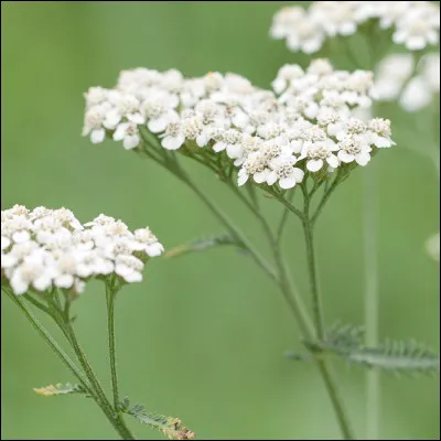 Comment utilise-t-on la millefeuille ?