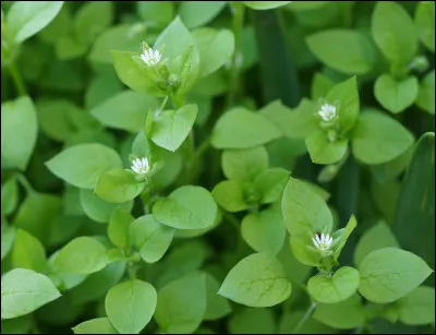 À quoi sert le mouron des oiseaux ?