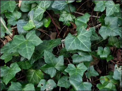 À quoi servent les feuilles de lierre ?
