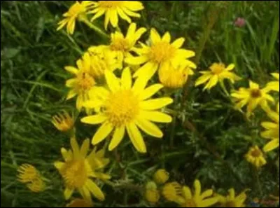 À quoi servent les feuilles de sénéçon jacobée ?