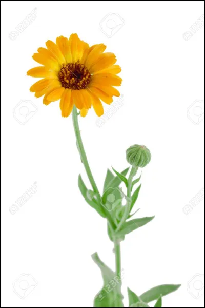 Où se trouvent les feuilles de souci ?