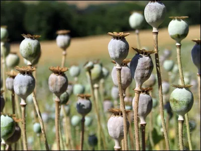 À quoi sert la graine de pavot ?