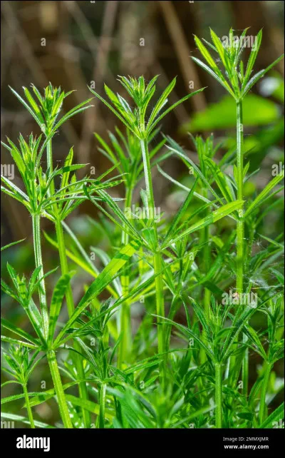 À quoi sert le grateron ?