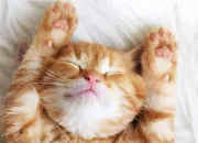 Quiz Vrai ou faux sur les chats