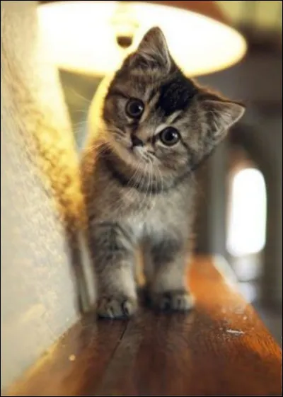 Les chat peuvent voir dans le noir.