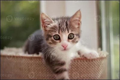 Les chats ne savent pas nager.