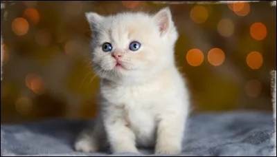 Les chats sont solitaires.