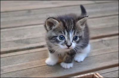 La moustache des chats leur sert à s'orienter.