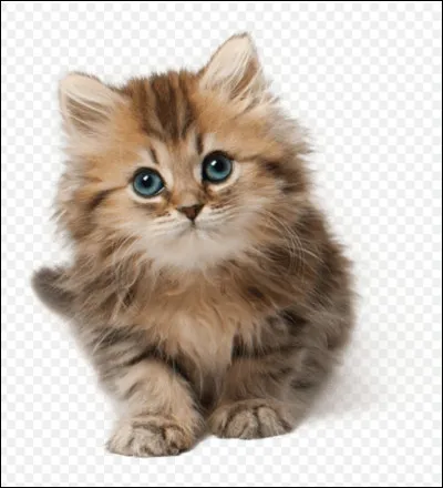 La chatte peut avoir entre 4 à 8 bébés par an.