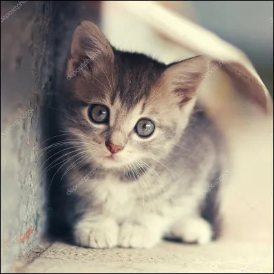 La gestation de la chatte dure entre 64 et 69 jours.