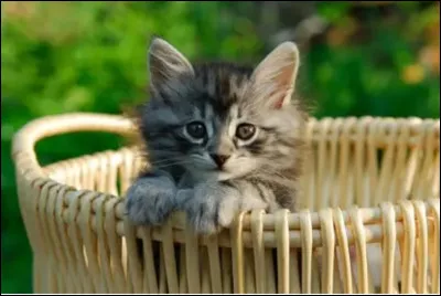 La gestation de la chatte dure entre 64 et 69 jours.