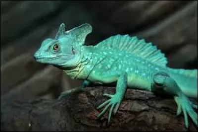 J'espère que ce quiz ne sera pas votre chemin de croix, comment se surnomme ce reptile, le basilic ?