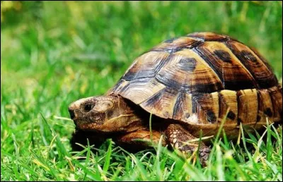 Depuis qu'il est connu, c'est ainsi qu'on le surnomme !