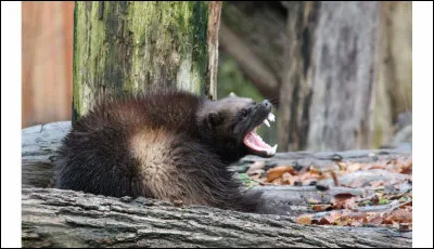 Je suis certain que vous allez apposer votre griffe sur le surnom de ce personnage !