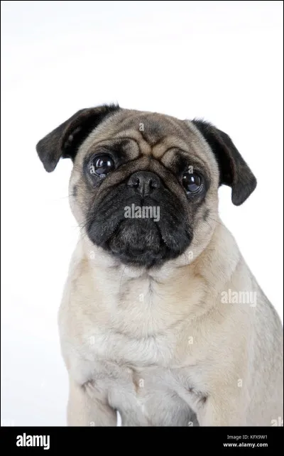 Quelle est la race de ce chien ?