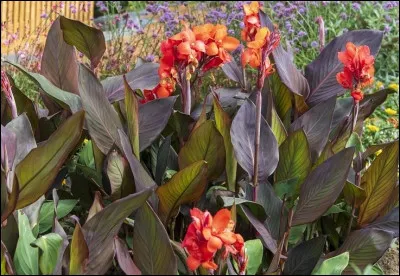 Et un rigolet, qu'est-ce que c'était ?