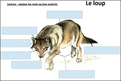 Quelle partie du corps préfères-tu chez le loup ?