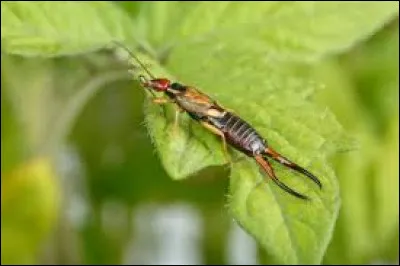 Quel est l'autre nom de la forficule (insecte) ?