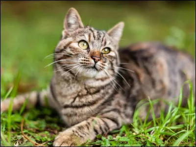 En cas d'ingestion, quelle fleur présente un danger pour le chat ?