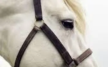 Quiz Galop 3
