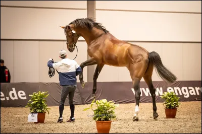 Que signifie "mettre le cheval aux 3 allures" ?