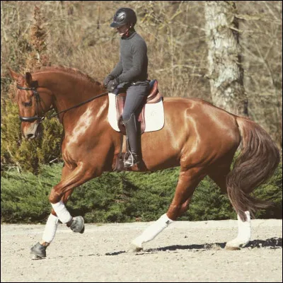 Lors dun galop, quelle jambe doit être en avant sur un cercle à main droite ?