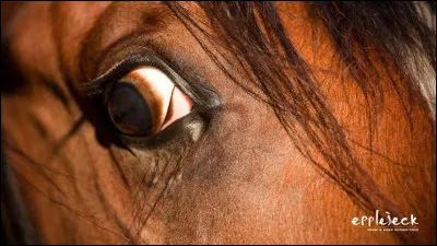 Que faire en cas de panique du cheval ?