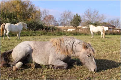 Que signifie le terme "prise de contact" dans l’équitation ?