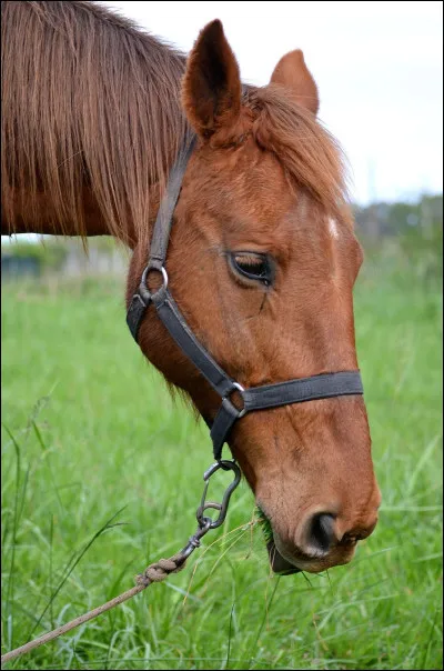 Lors dune séance de travail, quelles sont les bonnes pratiques pour préserver la santé du cheval ?