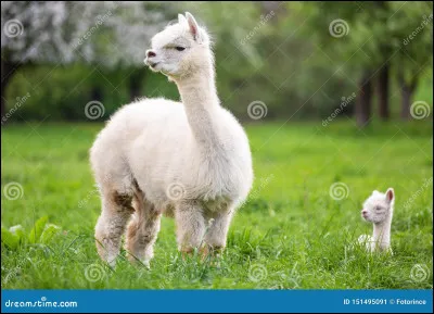 Quel animal n'est pas un mammifère ?